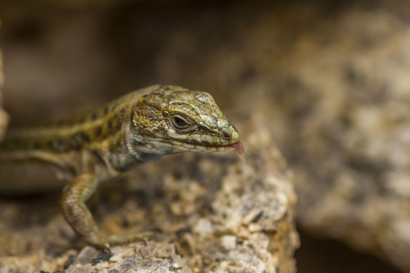 Canon EOS 600D (Rebel EOS T3i / EOS Kiss X5) + Canon EF 100mm F2.8 Macro USM sample photo. Nature, animals, lizard photography