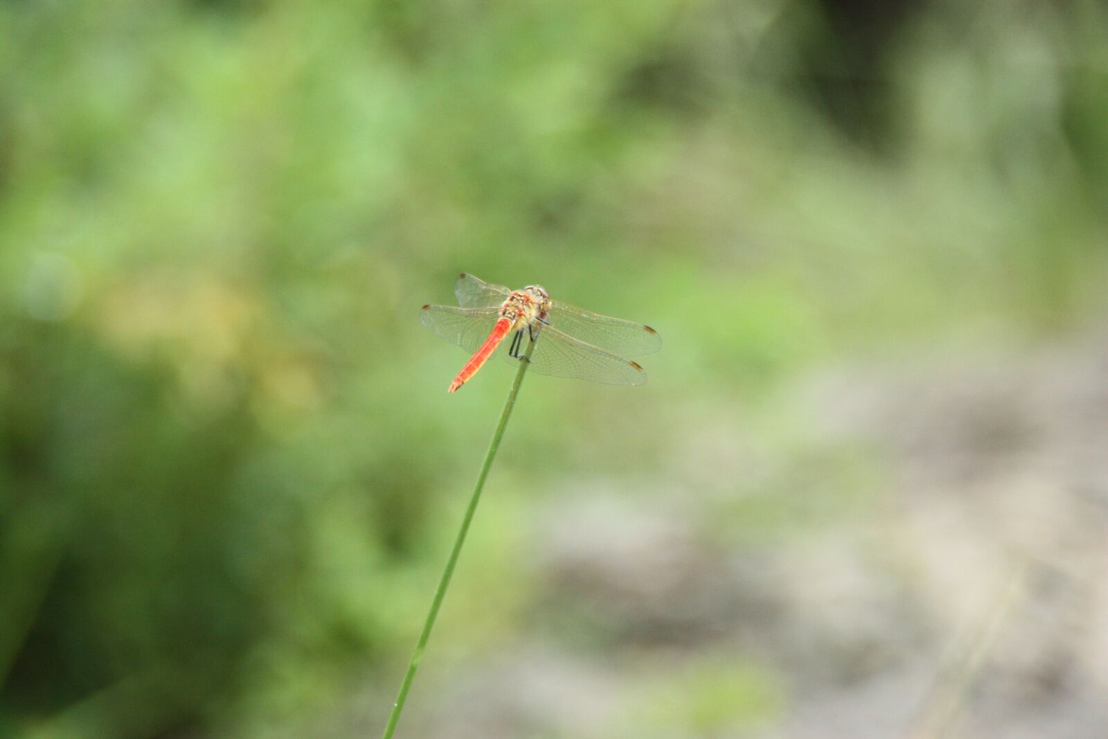Canon EOS 450D (EOS Rebel XSi / EOS Kiss X2) sample photo. Dragonfly, insects, animal photography