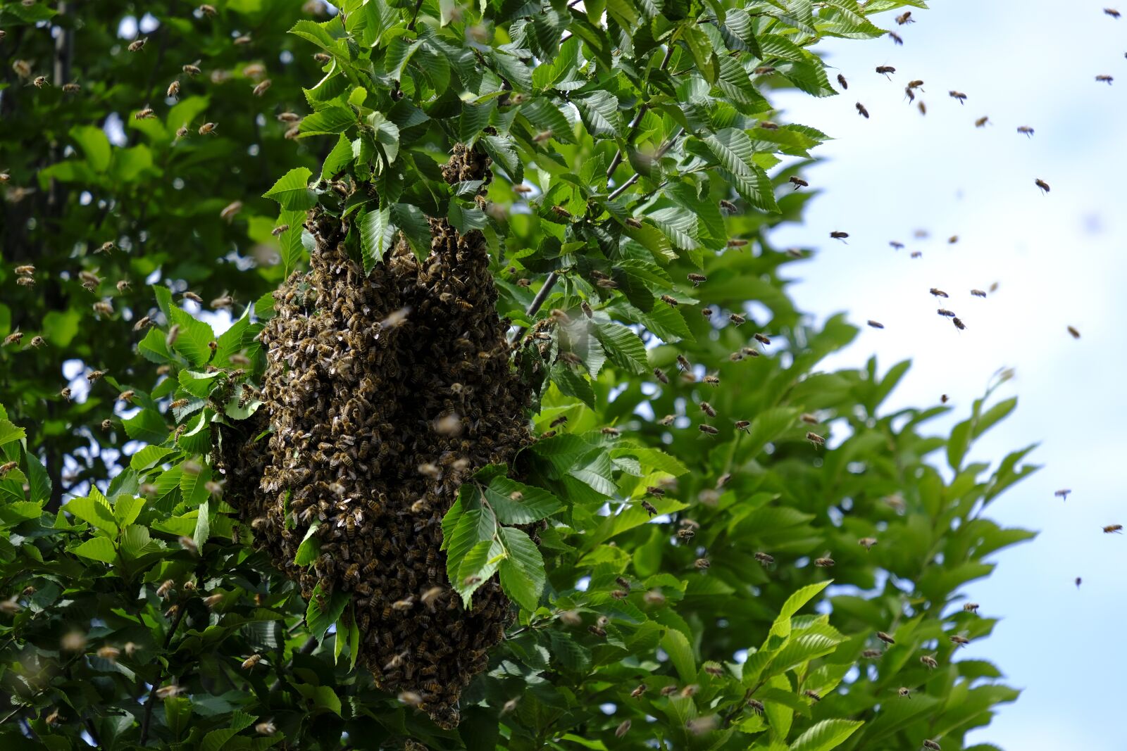 Fujifilm X-T2 + Fujifilm XF 55-200mm F3.5-4.8 R LM OIS sample photo. Insect, bees, wild bees photography