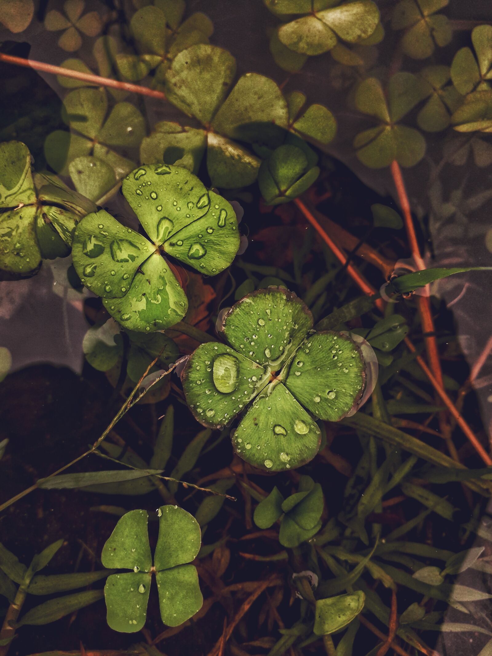 Samsung Galaxy J6 sample photo. Leaf, water season, green photography