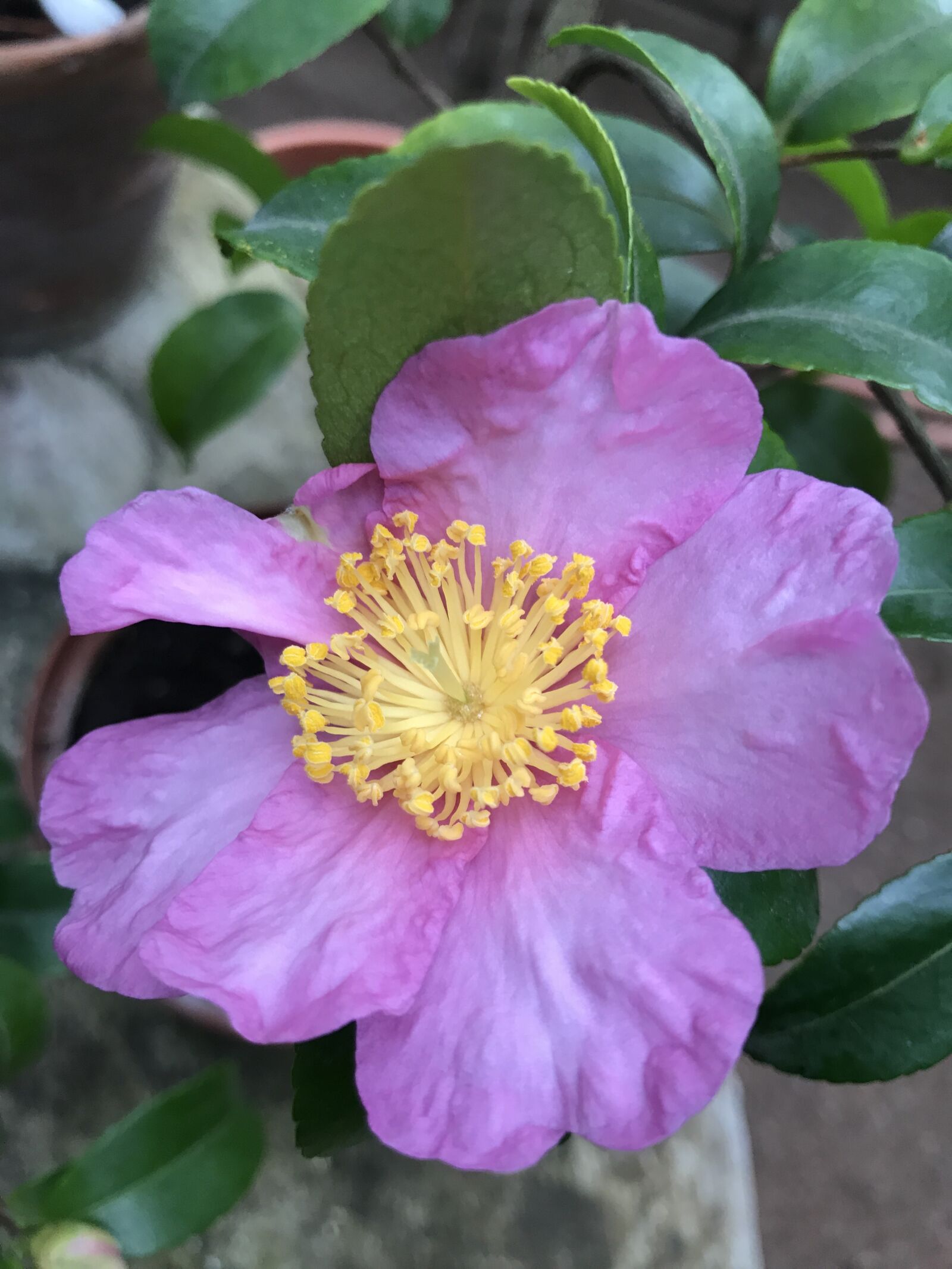 Apple iPhone 7 sample photo. Flowers, flora, nature photography