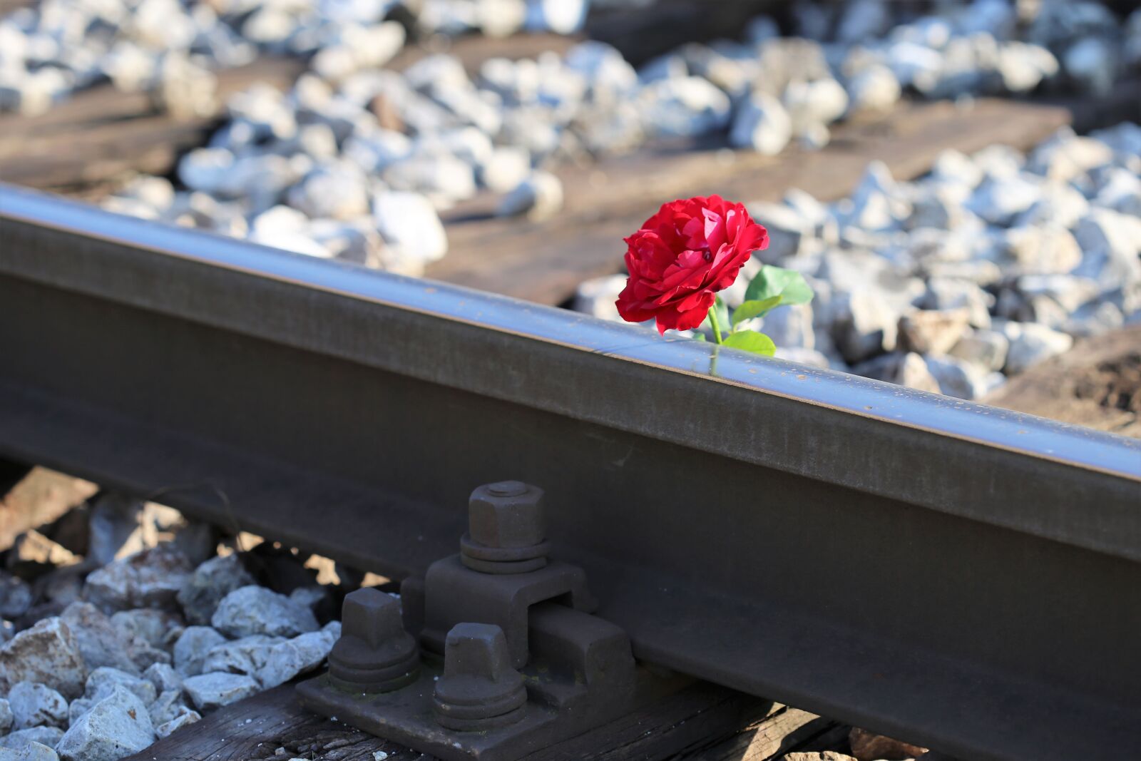 Canon EOS 6D + Canon EF 100mm F2.8 Macro USM sample photo. Red rose on railway photography