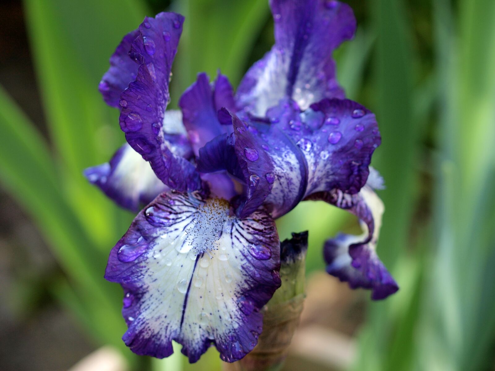 Olympus E-520 (EVOLT E-520) sample photo. Flower, iris, plant photography