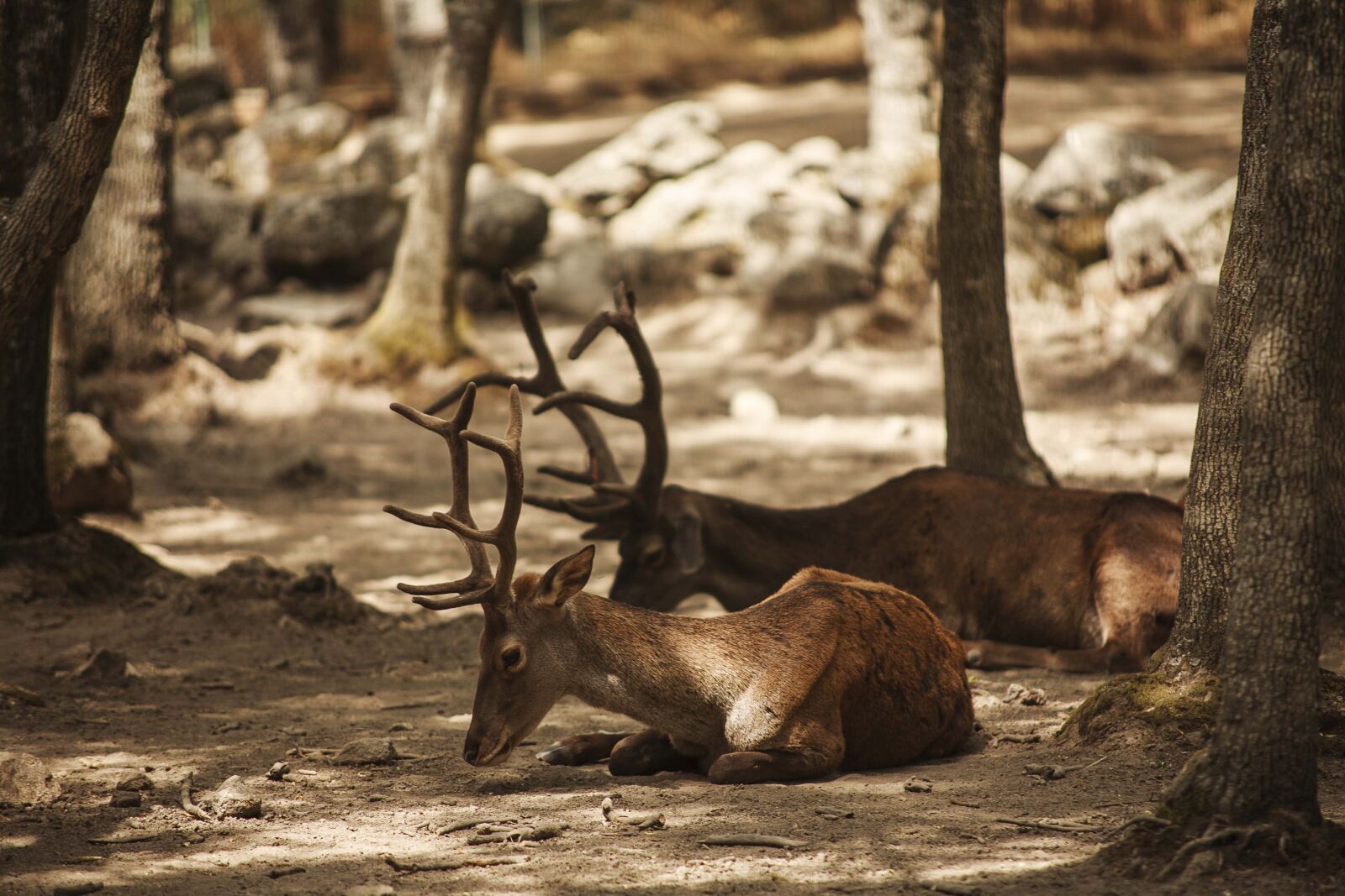 Canon EOS 5D sample photo. Deer, lavirian, dump photography