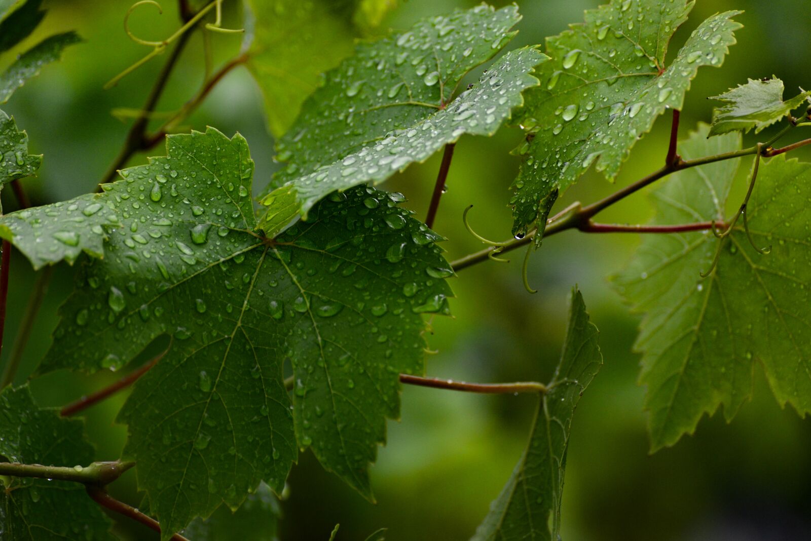Nikon D610 sample photo. Vine, rain, wine leaf photography