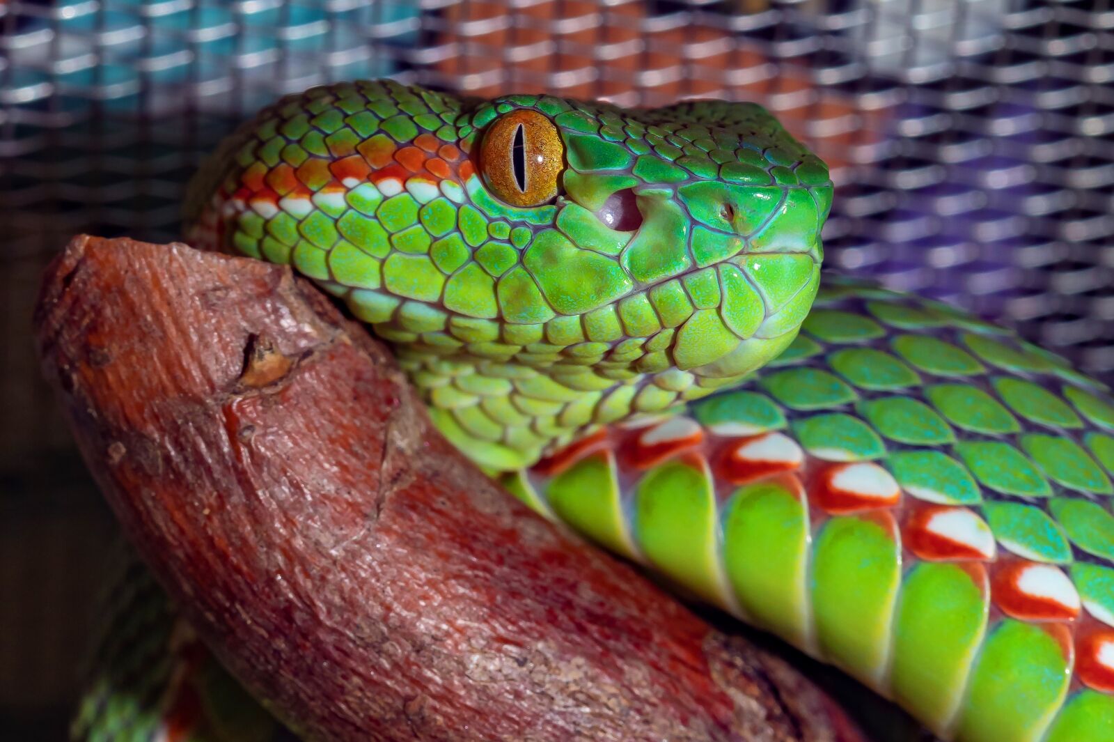 Canon EOS 5D Mark IV sample photo. Snake, venomous snake, green photography
