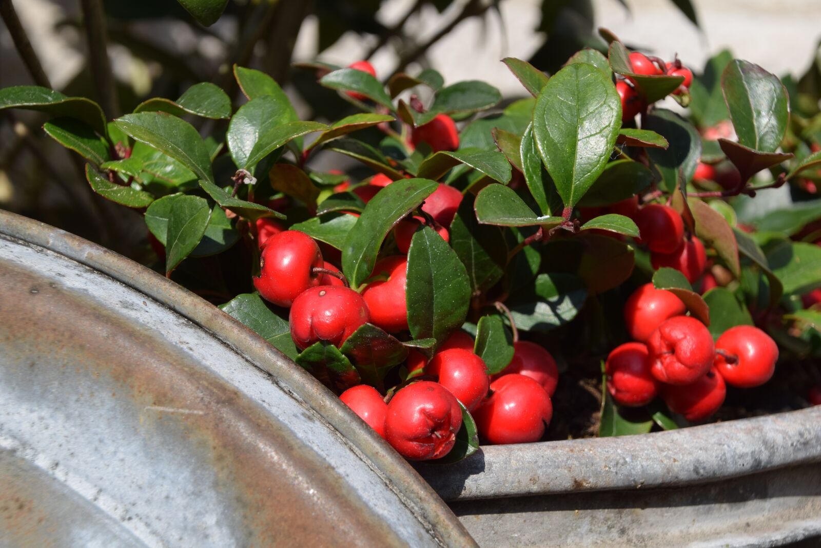 Nikon D3300 sample photo. Hellevoetsluis, berries, bush photography