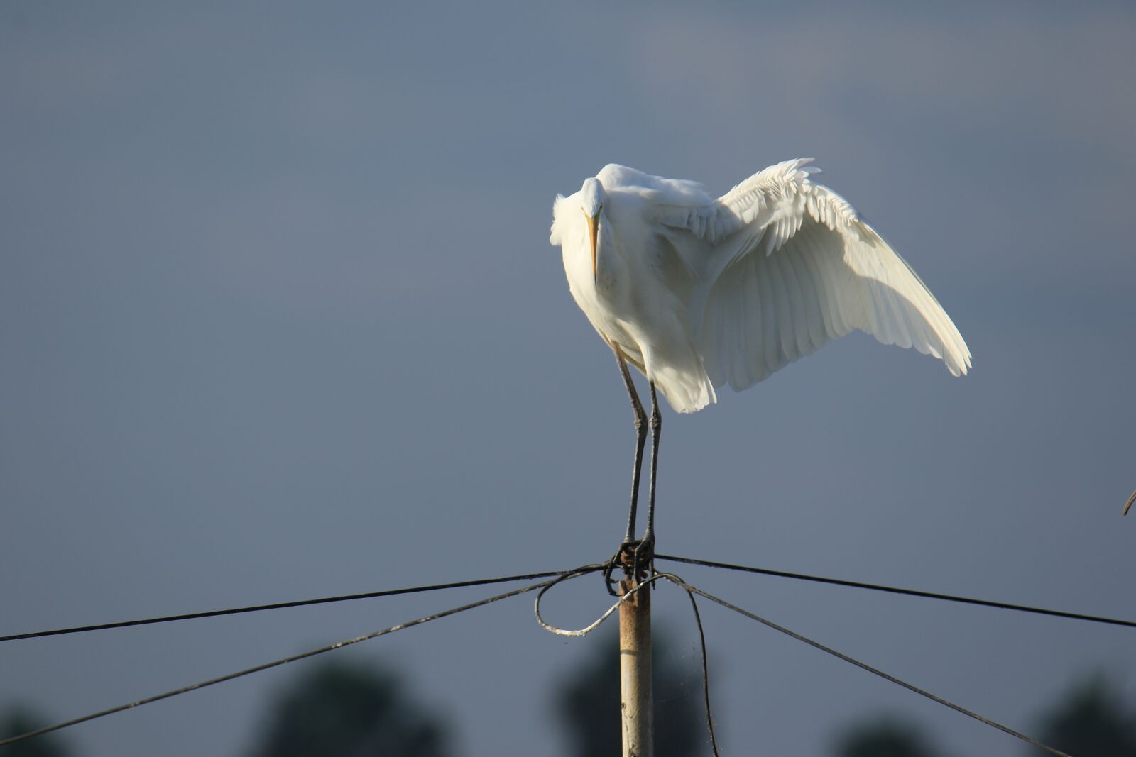 Tamron SP 150-600mm F5-6.3 Di VC USD G2 sample photo. Great egret, wing, nature photography
