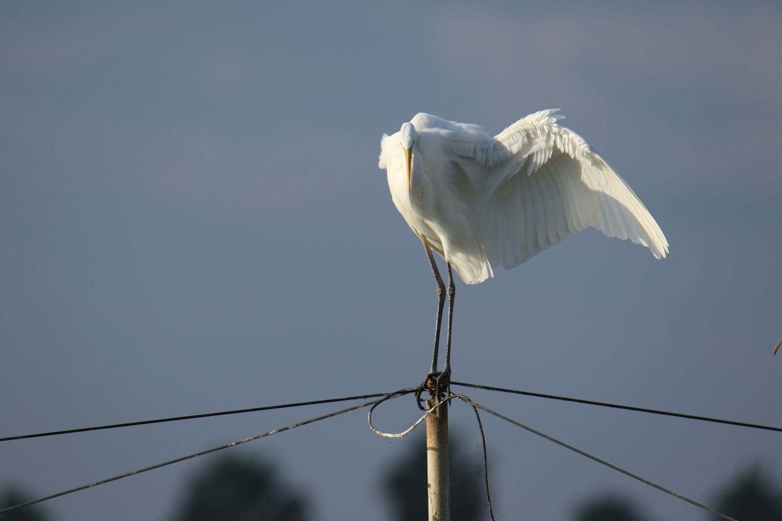 Canon EOS 7D Mark II sample photo. Great egret, wing, nature photography