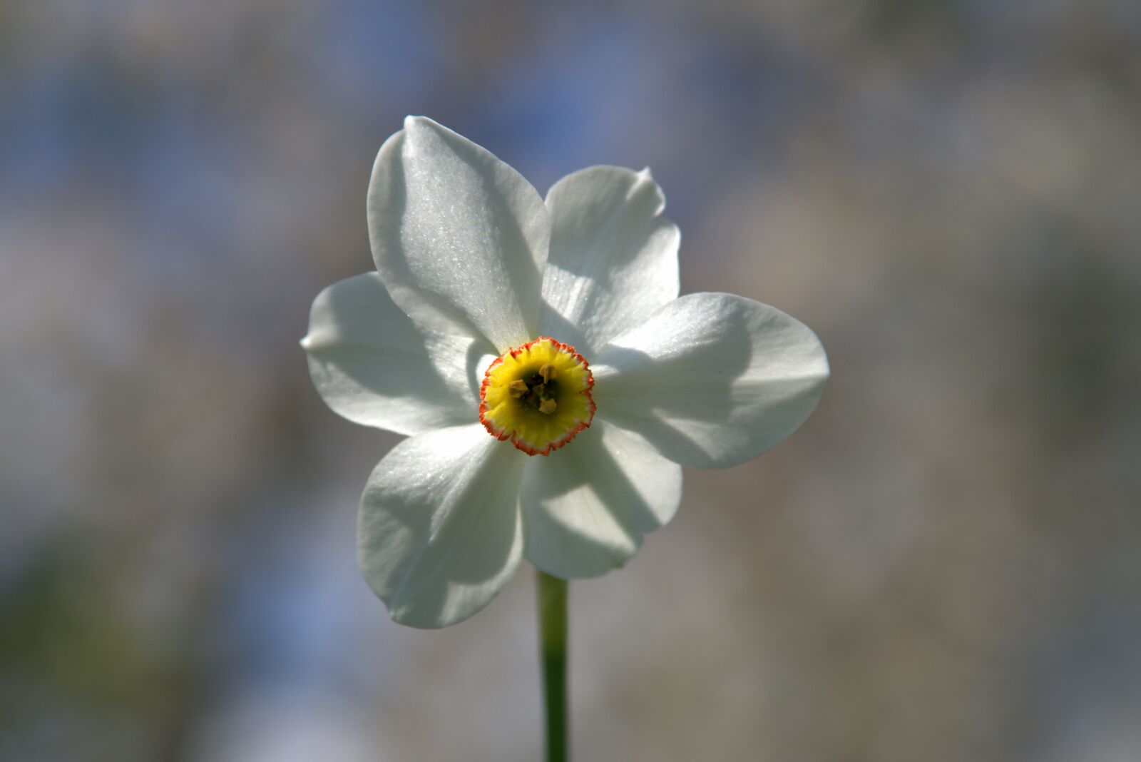 Pentax K-S2 sample photo. Narcissus, flower, blooming photography