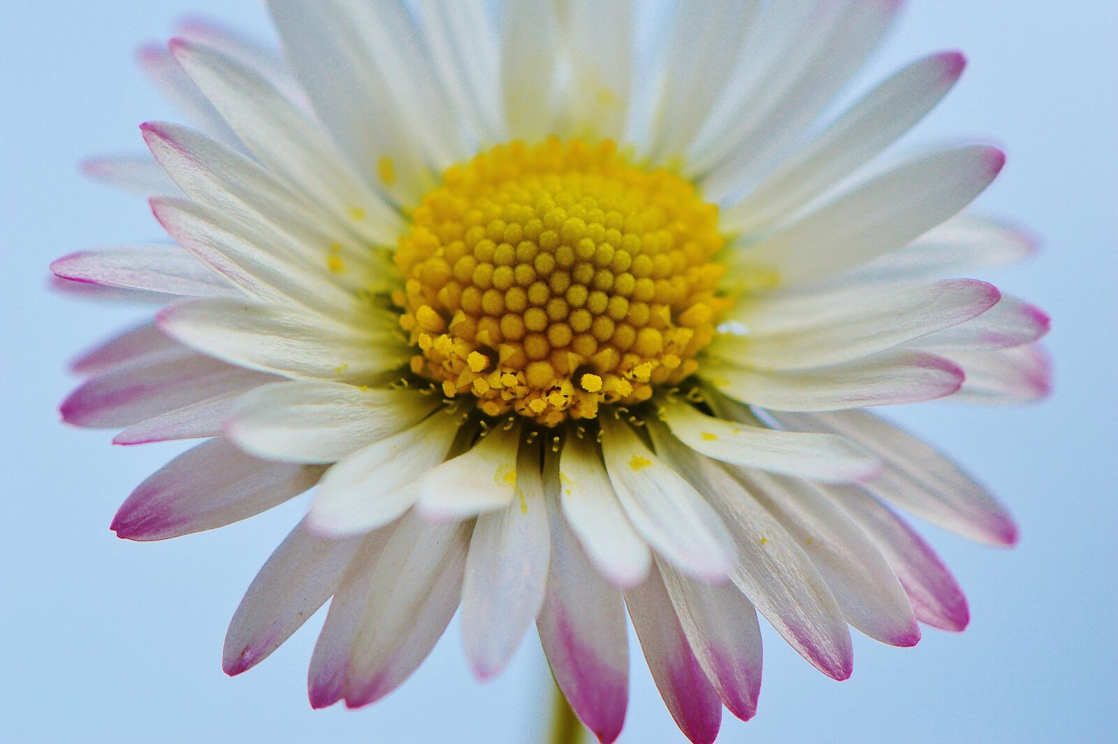 Nikon D3200 sample photo. Wildflowers, daisy, flowers photography