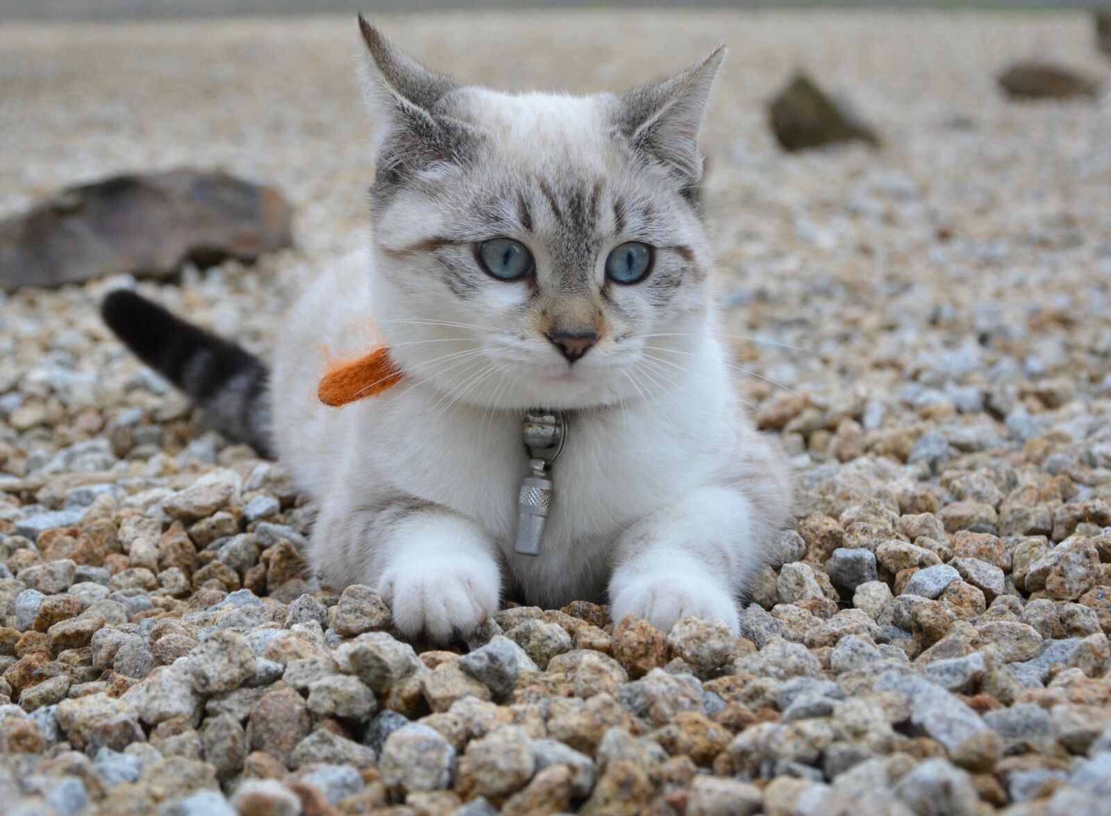 Nikon D5200 sample photo. Cat, kitten sleeping, blue photography