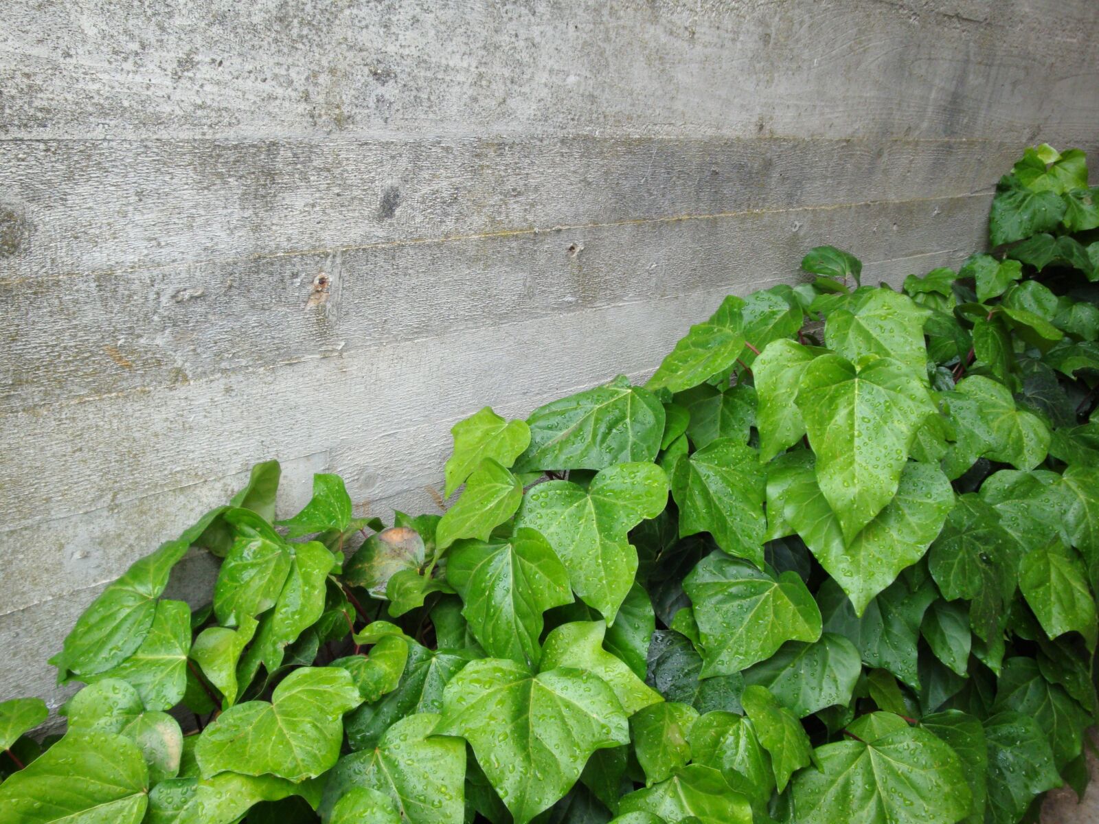 Sony Cyber-shot DSC-W170 sample photo. Concrete, wall, ivy photography