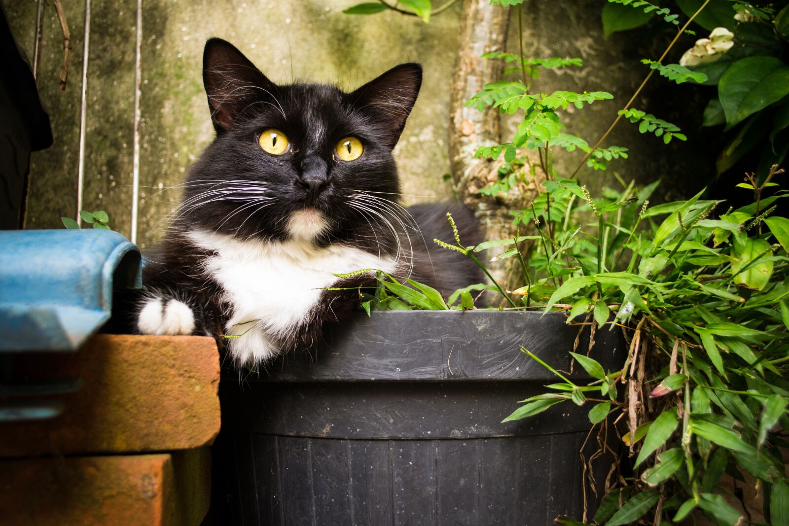 Nikon D3100 sample photo. Cat, nature, animal photography