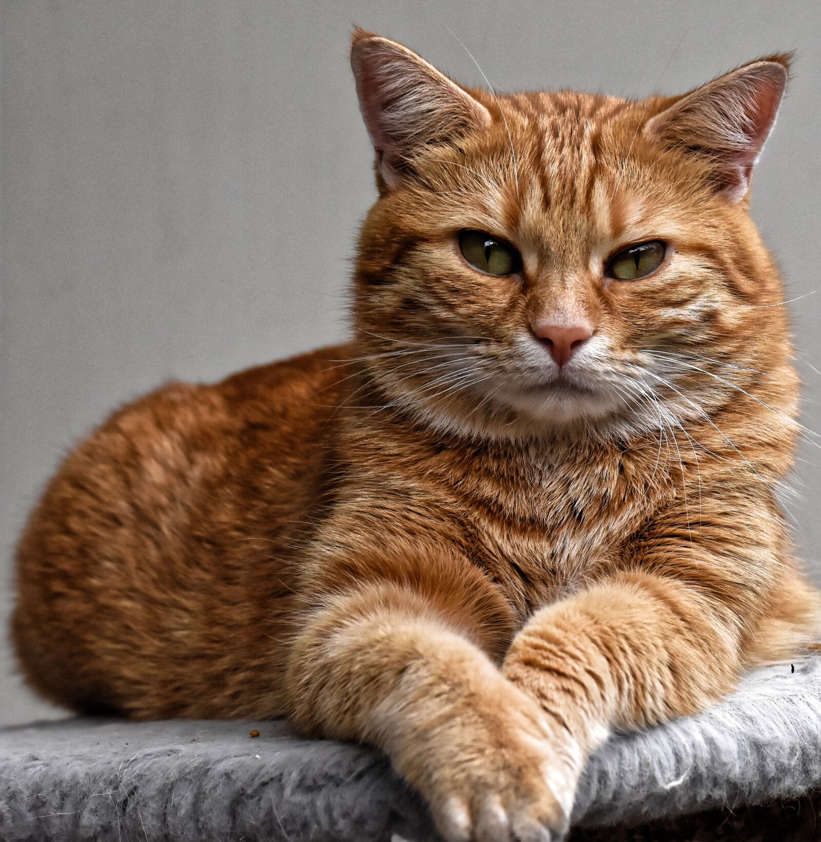 Nikon D7200 sample photo. Cat, red, cute photography