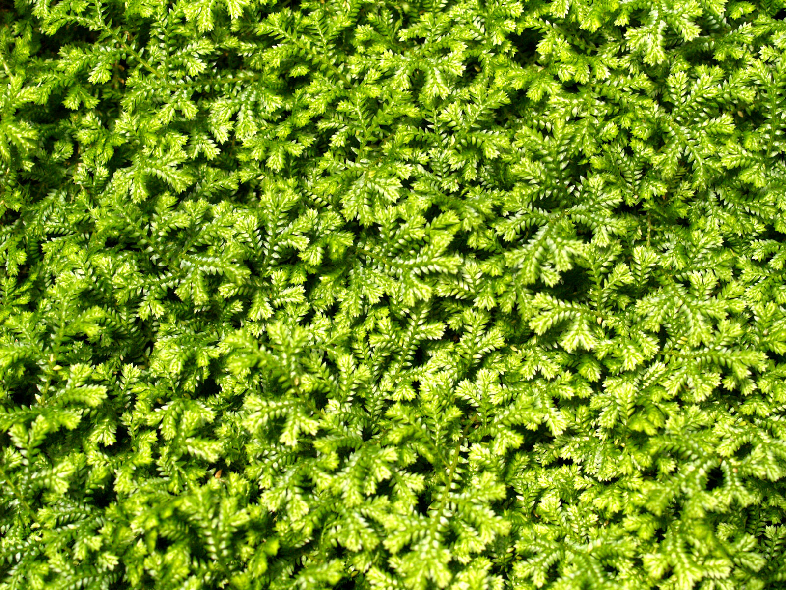 Olympus E-300 (EVOLT E-300) sample photo. Background, bright, close, close photography