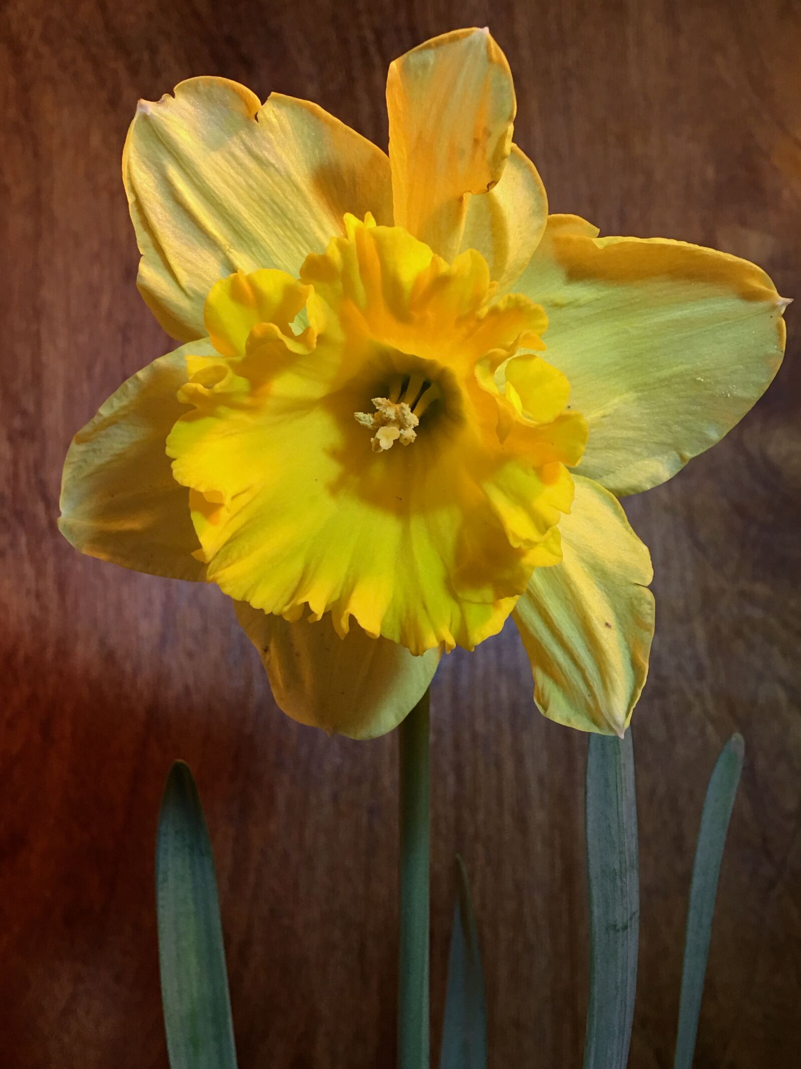 iPhone 6s Plus back camera 4.15mm f/2.2 sample photo. Yellow flowers, petals yellow photography