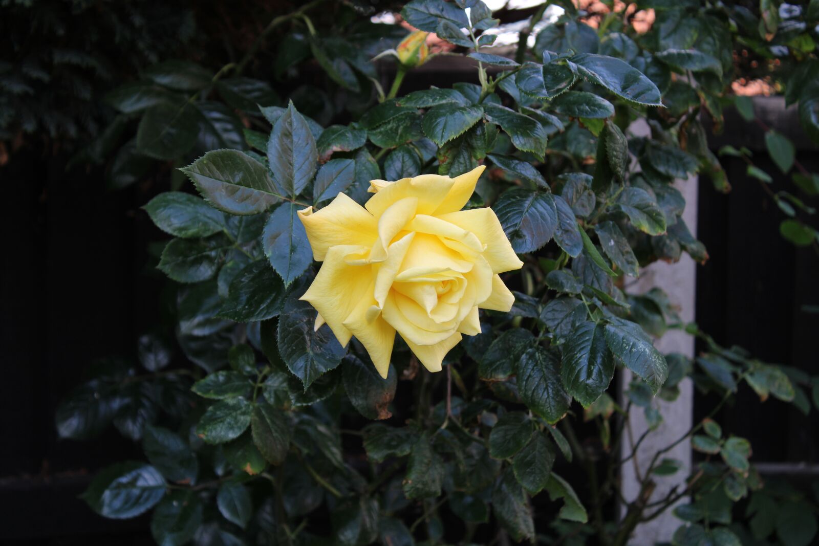 Canon EOS 2000D (EOS Rebel T7 / EOS Kiss X90 / EOS 1500D) sample photo. Yellow, rose, petals photography