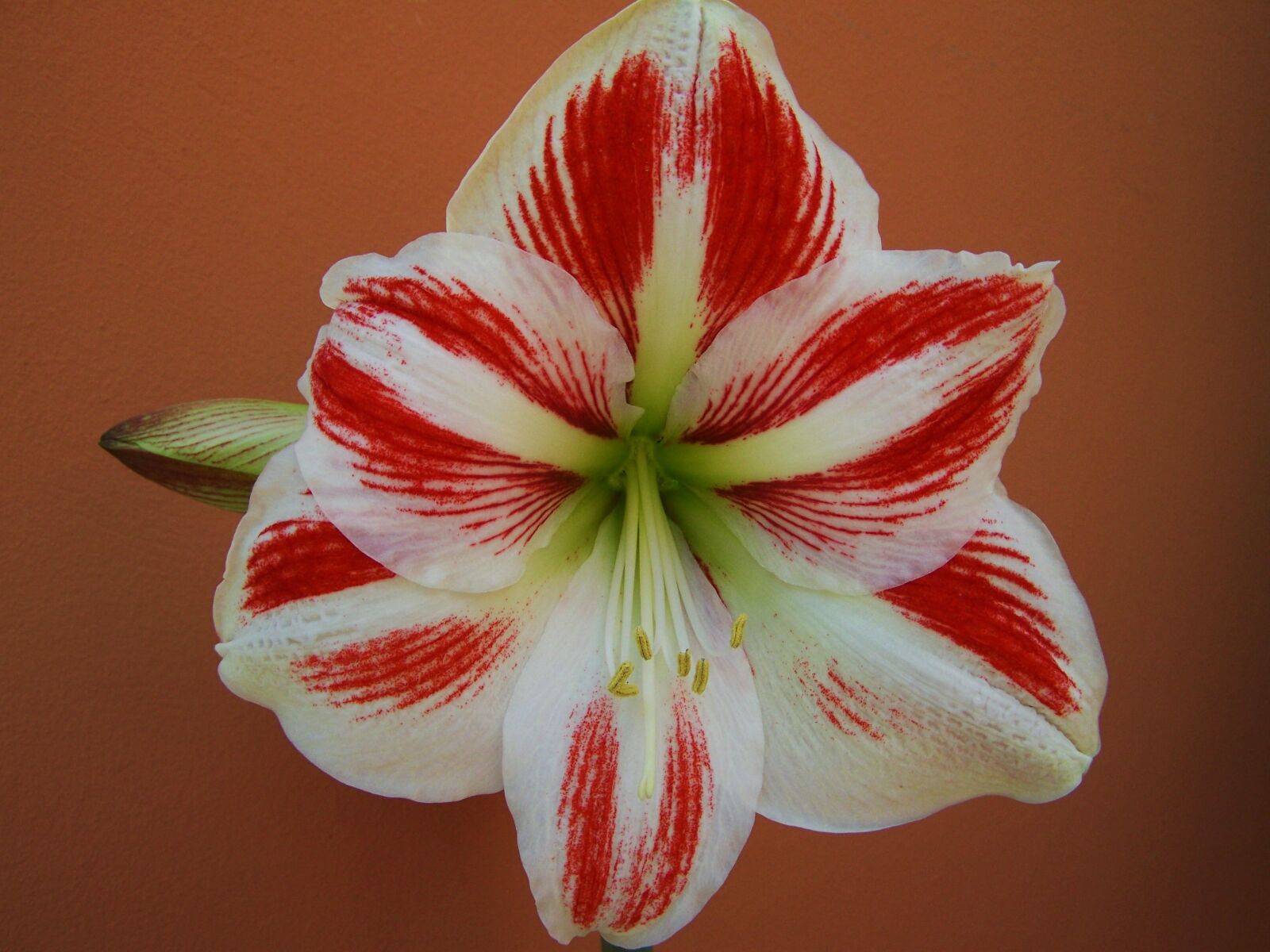 Kodak EASYSHARE ZD710 ZOOM DIGITAL CAMERA sample photo. Amaryllis, red-and-white flowers, bulbous photography