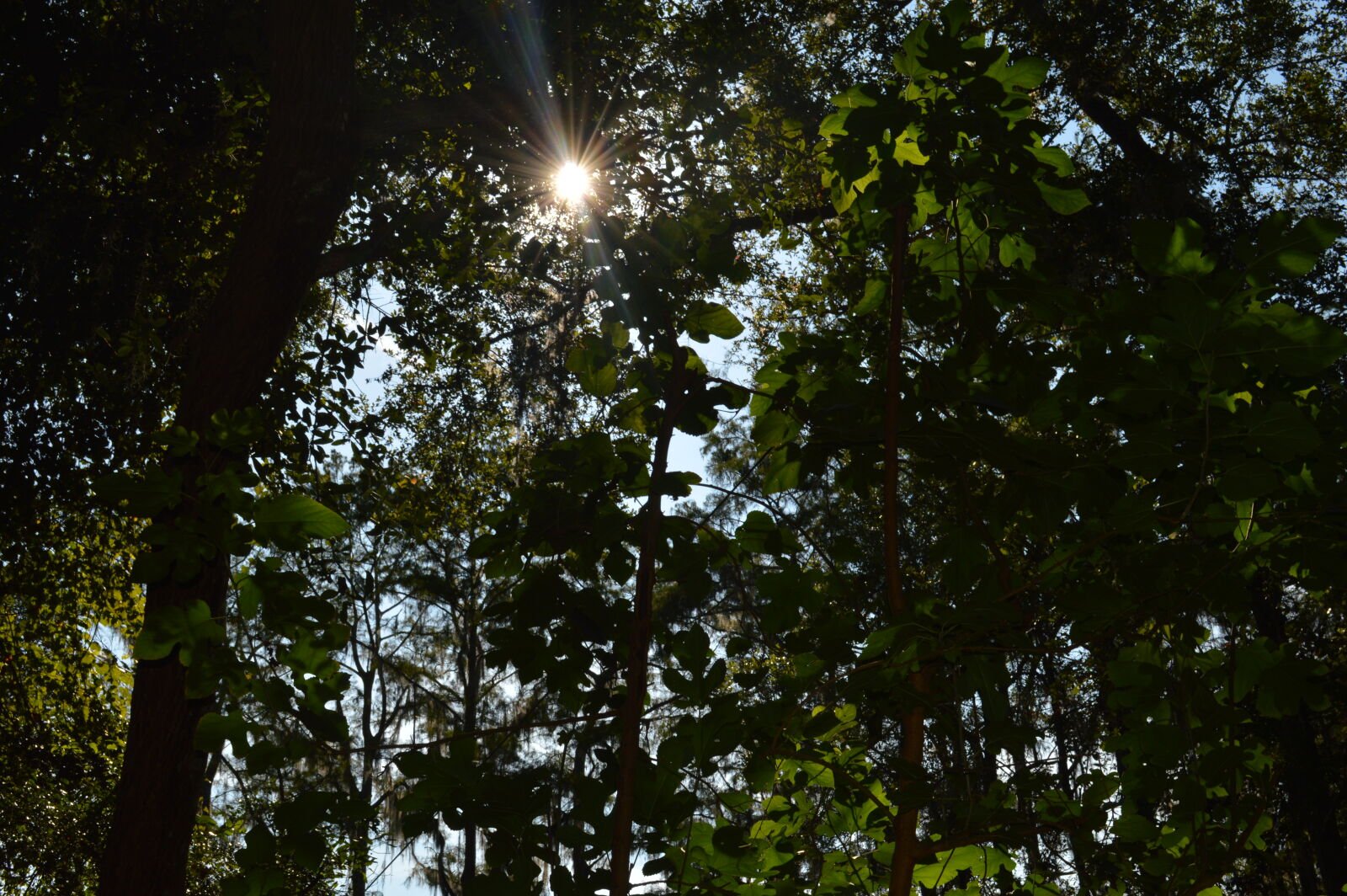 Nikon D3200 sample photo. Florida, scape photography