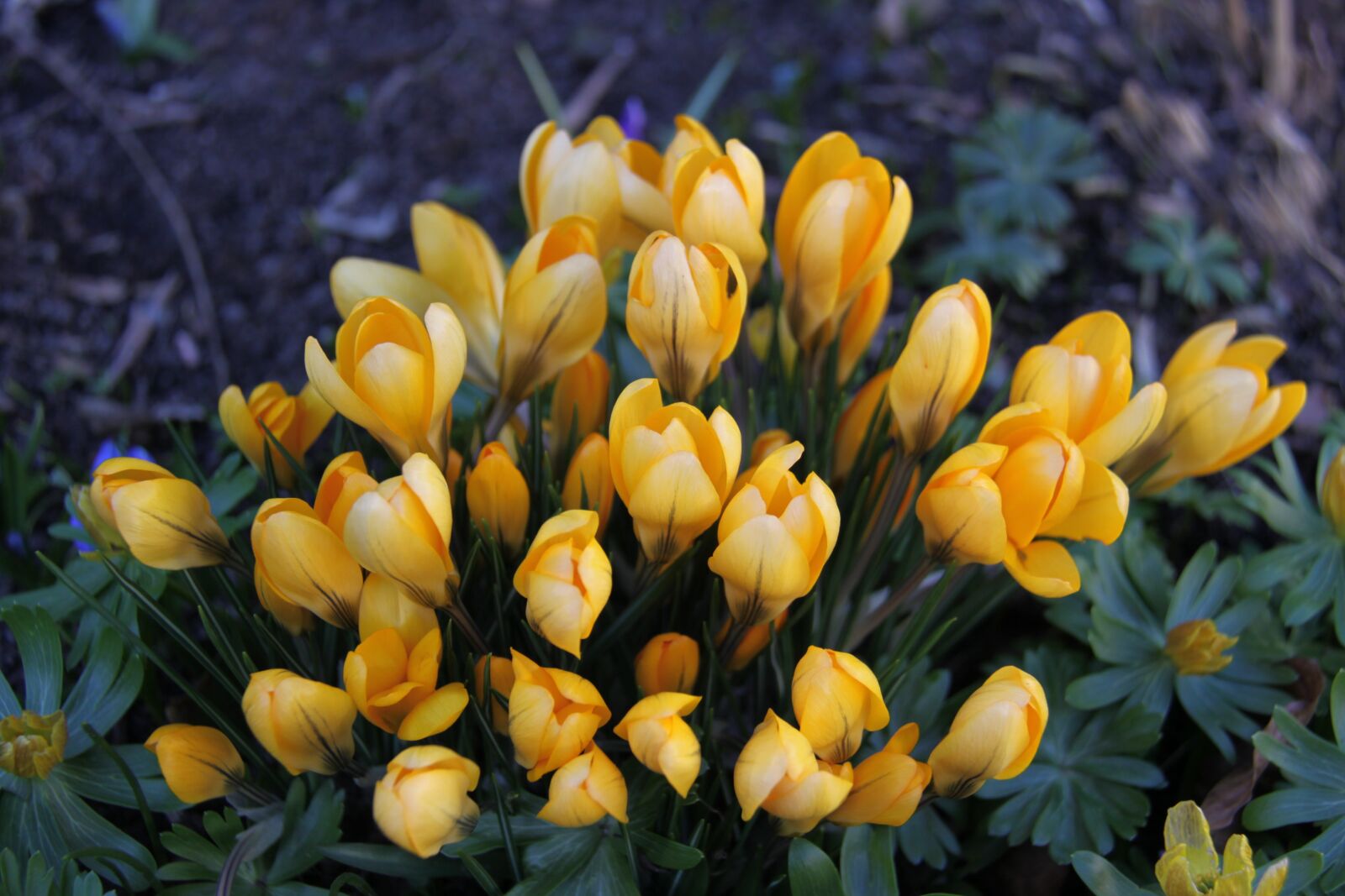 Canon EOS 50D sample photo. Natural, flower, plant photography