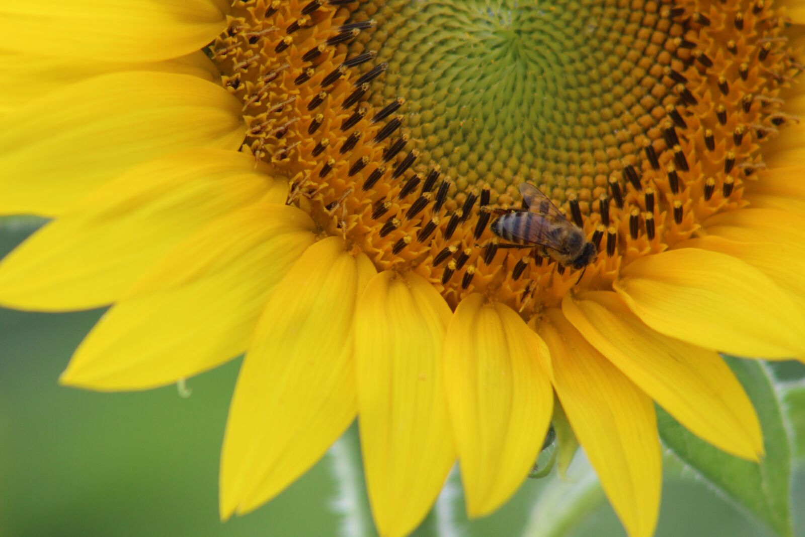 Canon EOS 1300D (EOS Rebel T6 / EOS Kiss X80) sample photo. Sunflower, flower, yellow photography