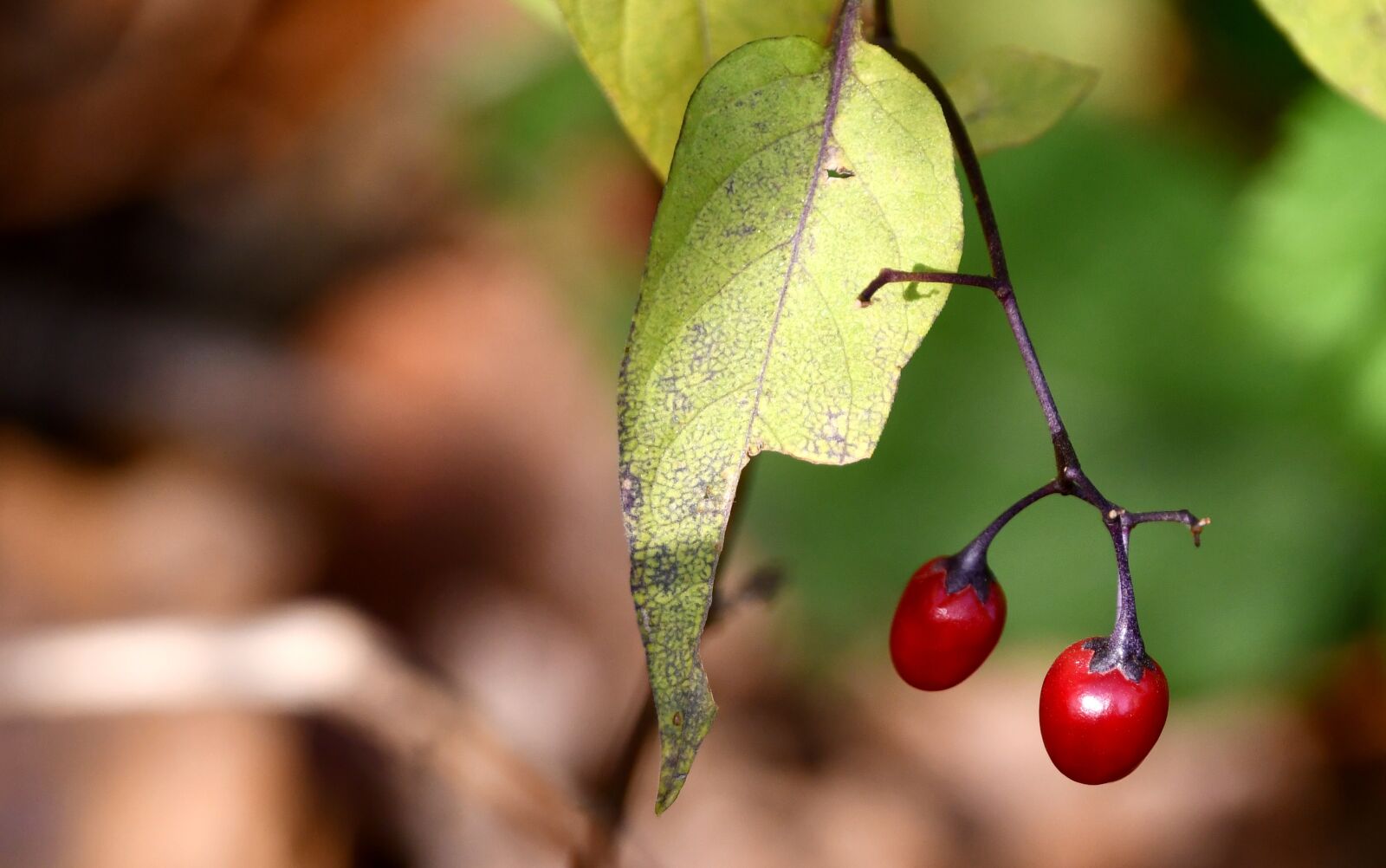 Nikon D7500 sample photo. Fruit, blackthorn, red photography