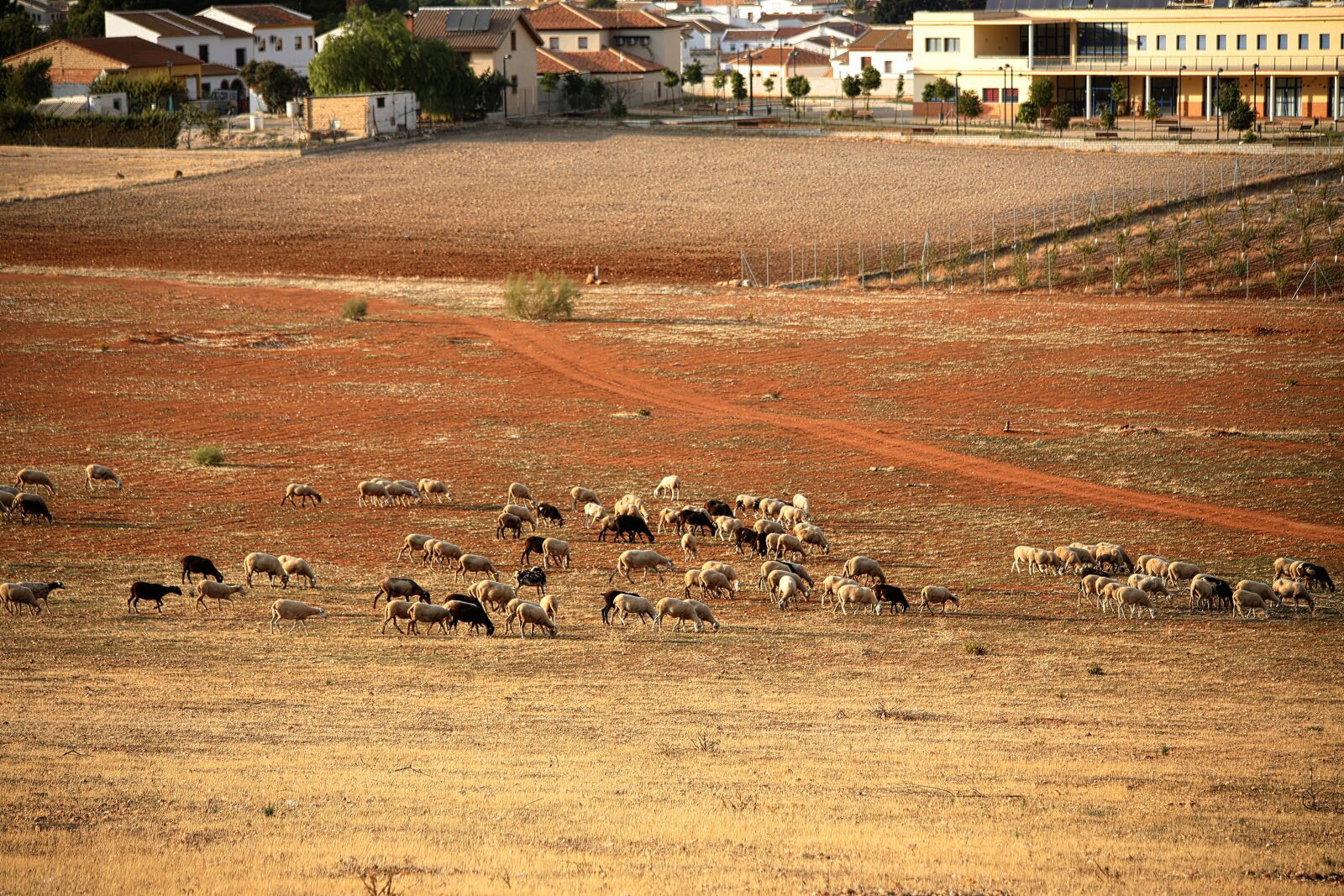 Canon EOS 5D Mark III sample photo. Sheep, sheepfold, farm photography