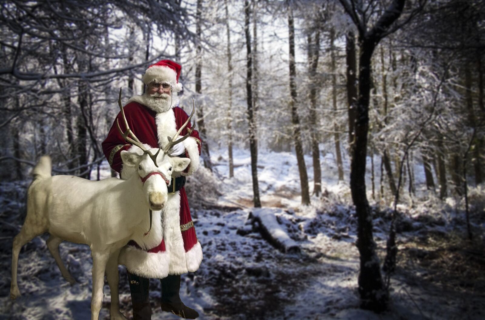 Sony Cyber-shot DSC-H50 sample photo. Santa, white reindeer, woodland photography