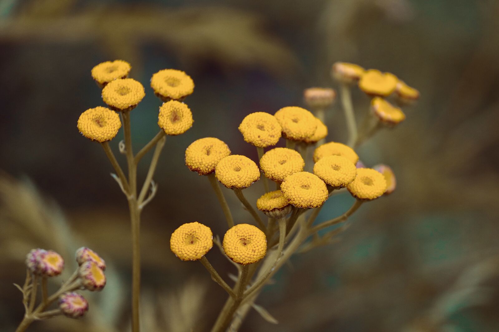 Canon EOS 200D (EOS Rebel SL2 / EOS Kiss X9) sample photo. Tansy, tanacetum vulgare, worm photography