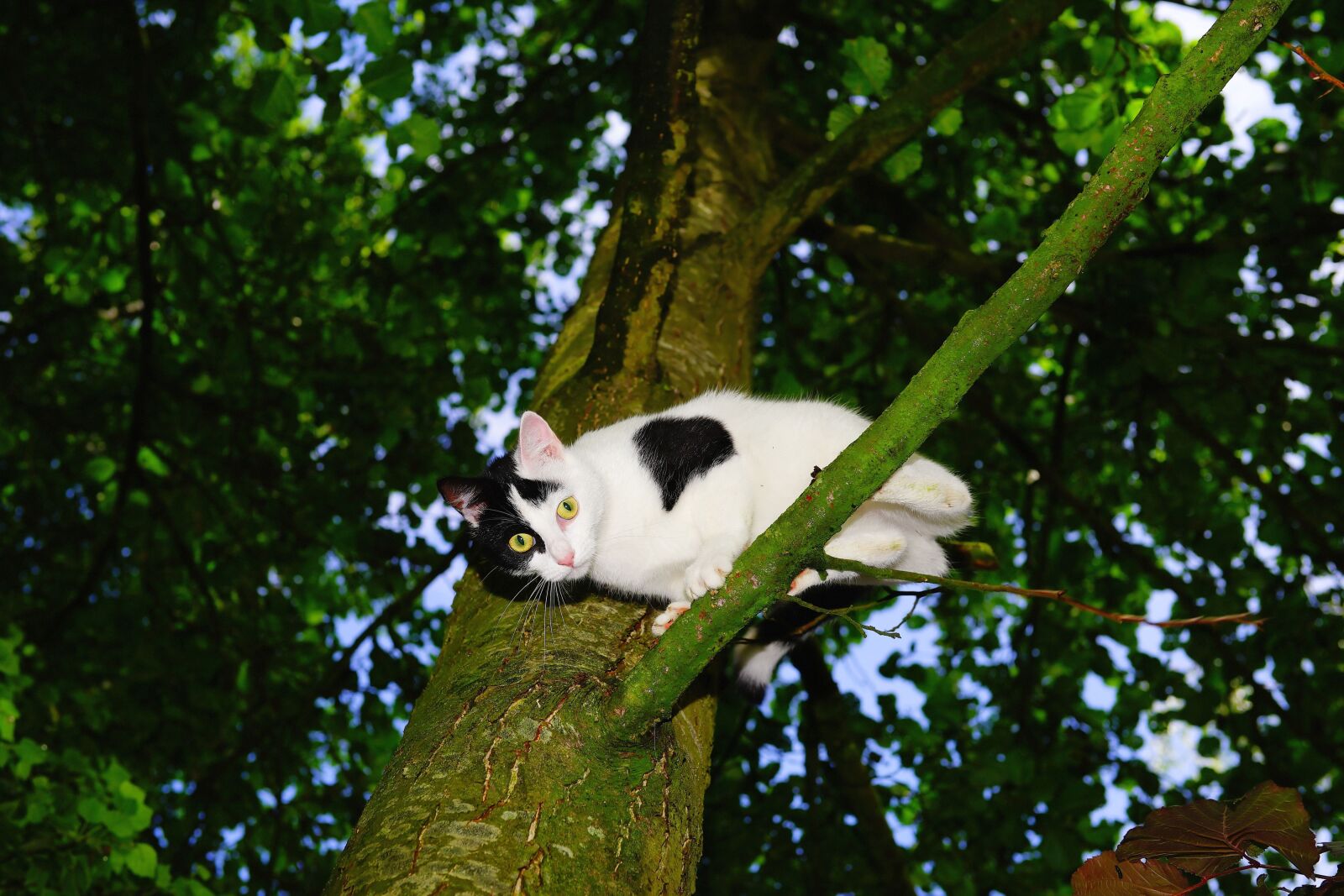 Sony Planar T* 50mm F1.4 ZA SSM sample photo. Cat, tree, climb photography