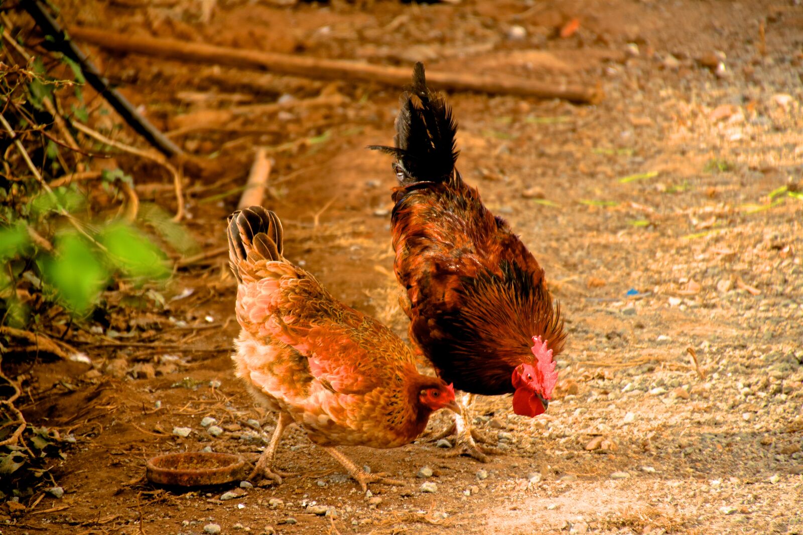 Canon EOS 750D (EOS Rebel T6i / EOS Kiss X8i) sample photo. Hen, coq, animal photography