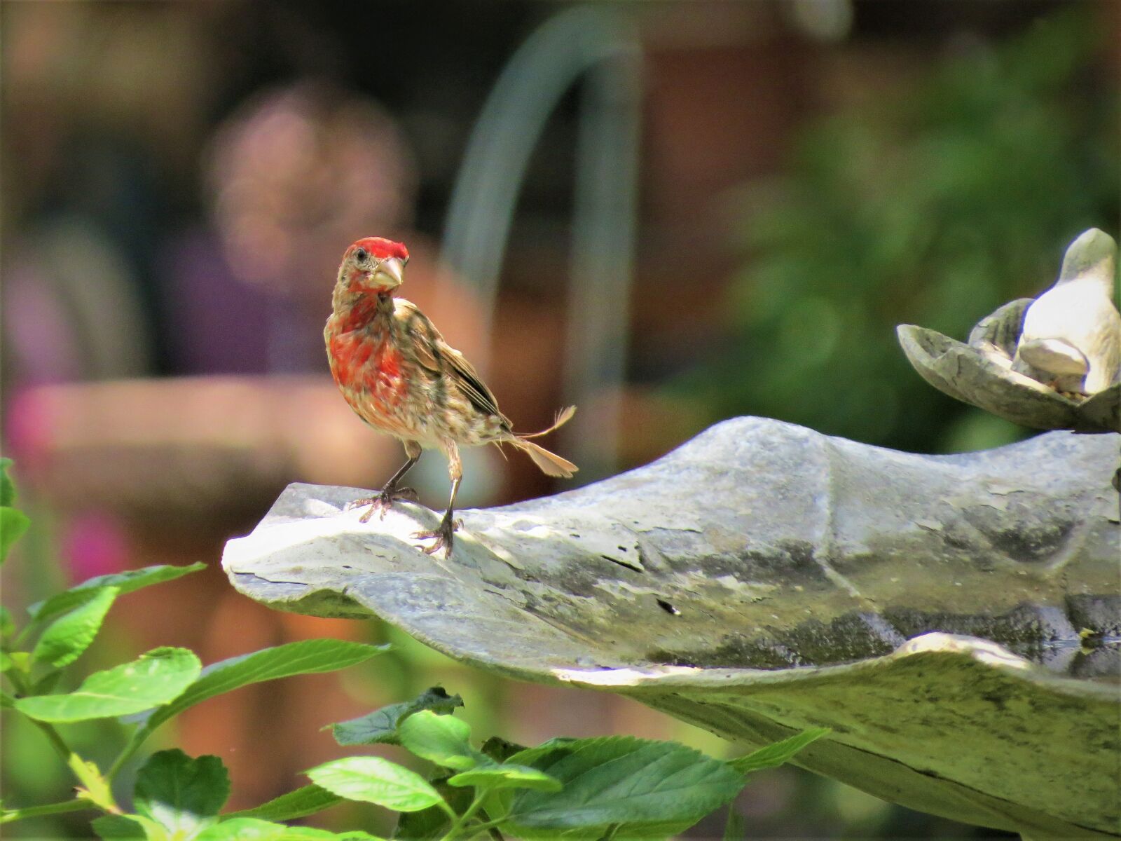 Canon PowerShot SX50 HS sample photo. Bird, young, colorful photography
