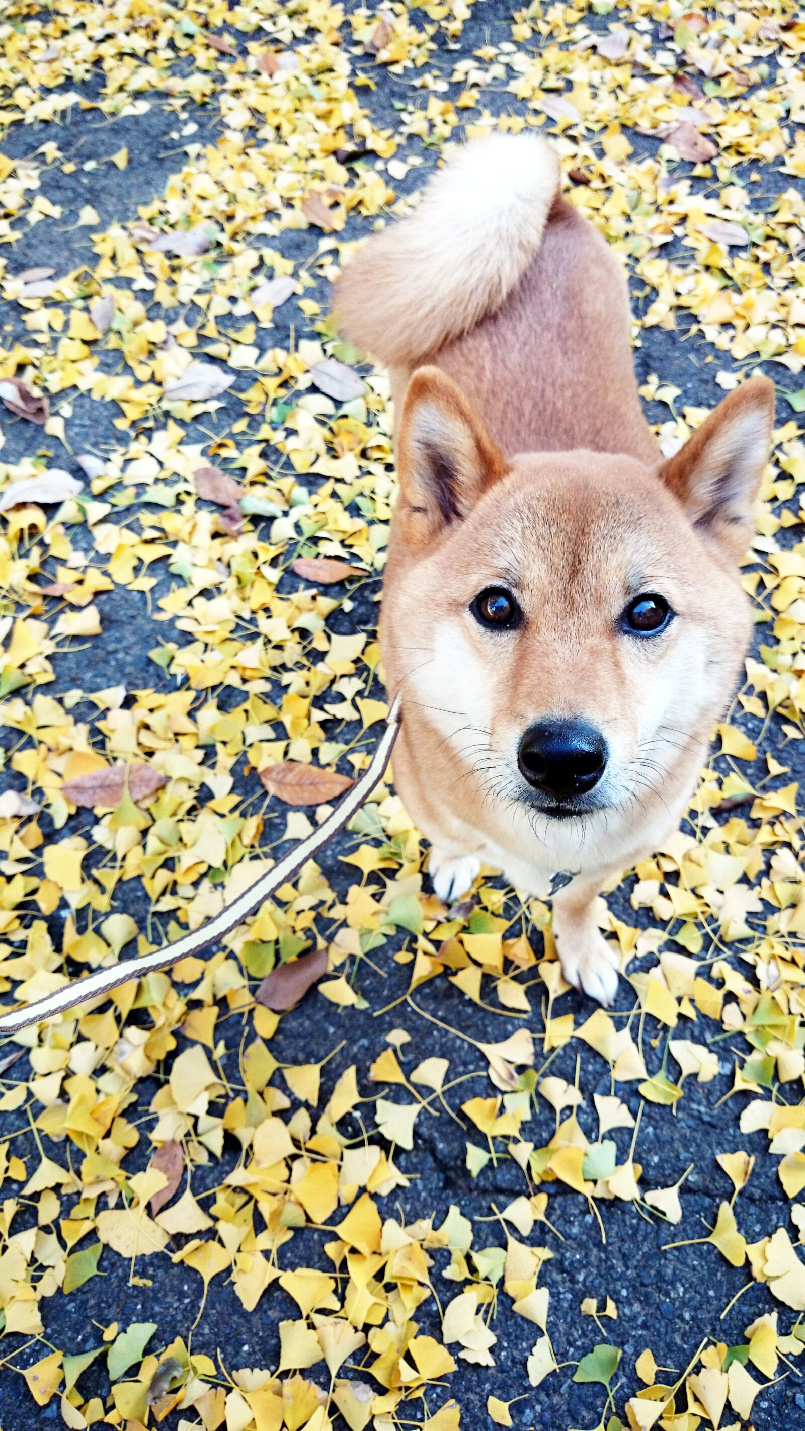 Sony Xperia Z1 sample photo. Shiba inu, ginkgo biloba photography