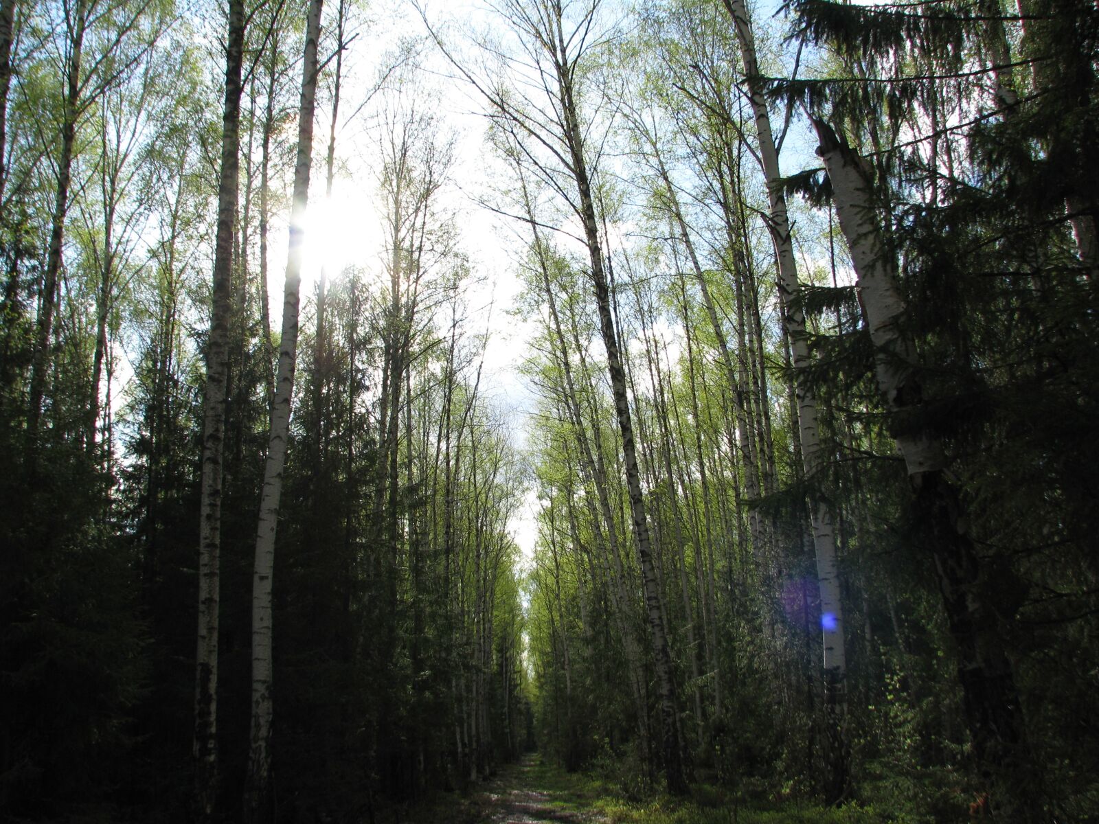Canon POWERSHOT S5 IS sample photo. Spring, forest, sky photography