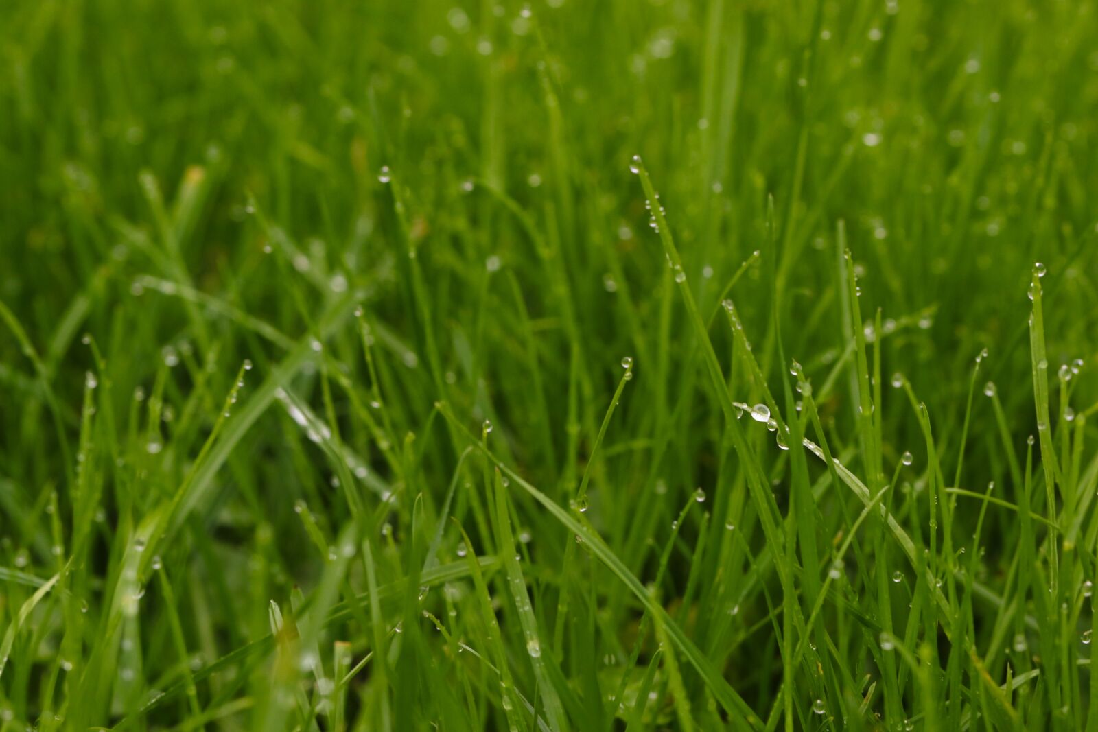 Canon EOS 7D Mark II sample photo. Grass, drop, nature photography