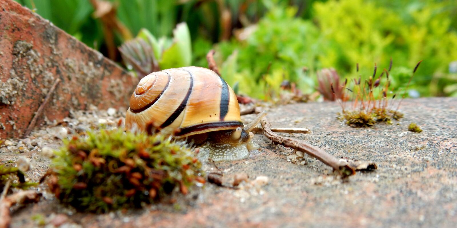Nikon Coolpix S9700 sample photo. Snail, casing, nature photography