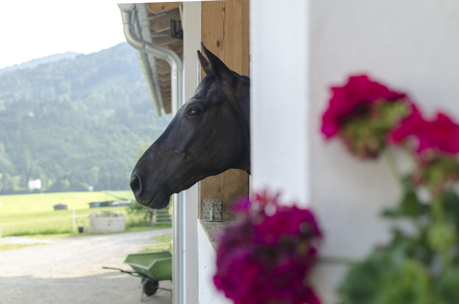 Nikon D7000 sample photo. Horse, a snapshot, the photography