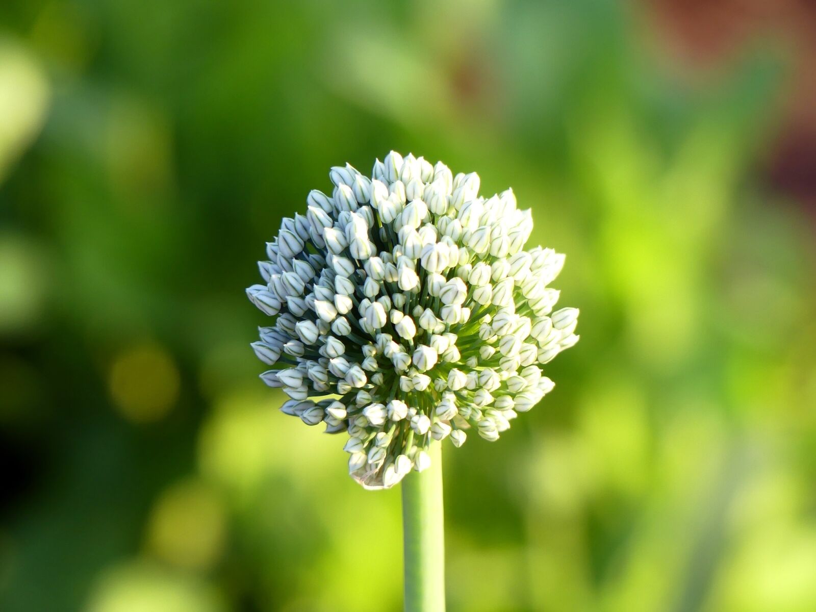 Panasonic Lumix DMC-FZ300 sample photo. Flower, garlic, nature photography