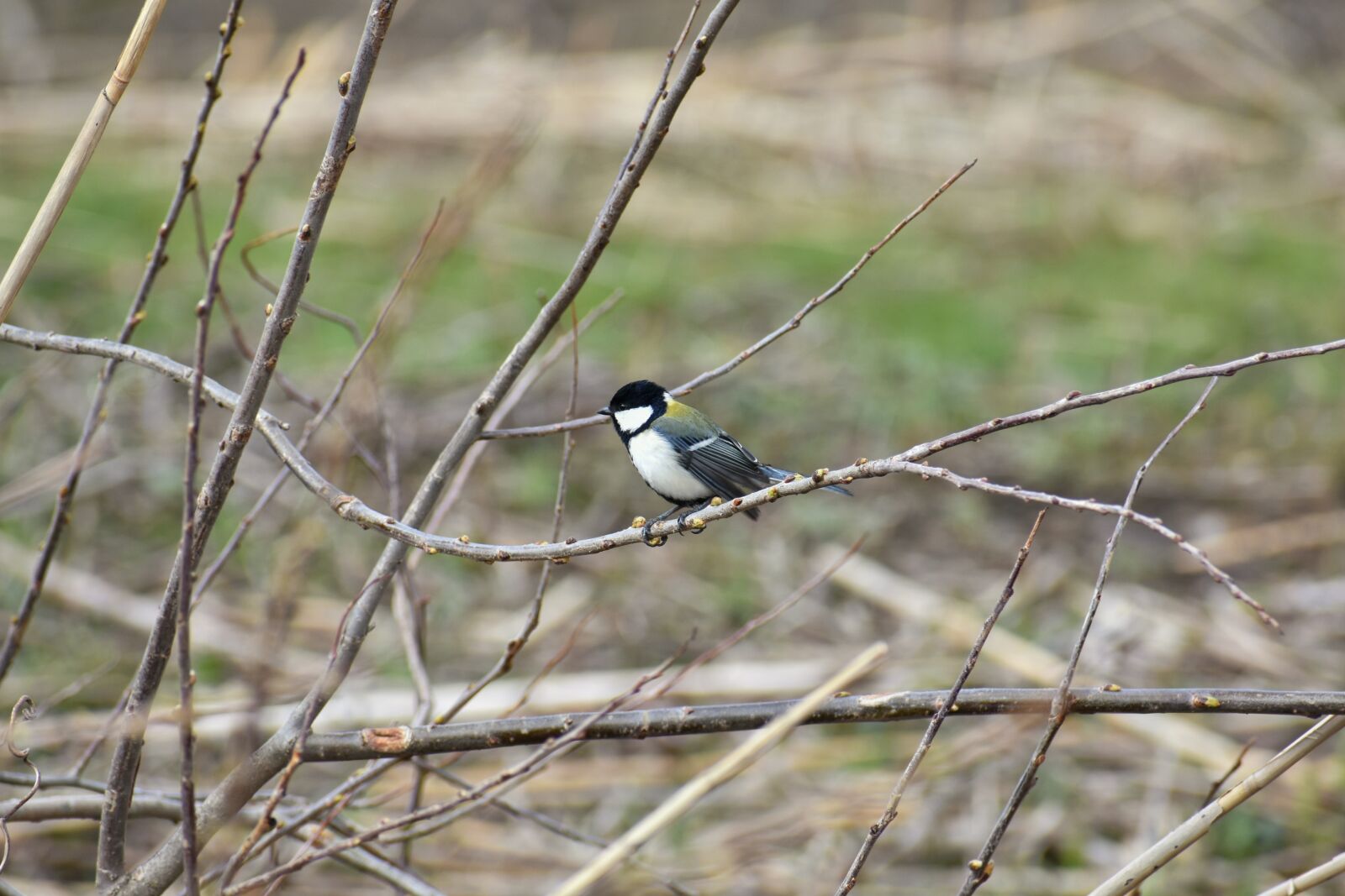 Nikon D7200 sample photo. Animal, wood, twigs photography