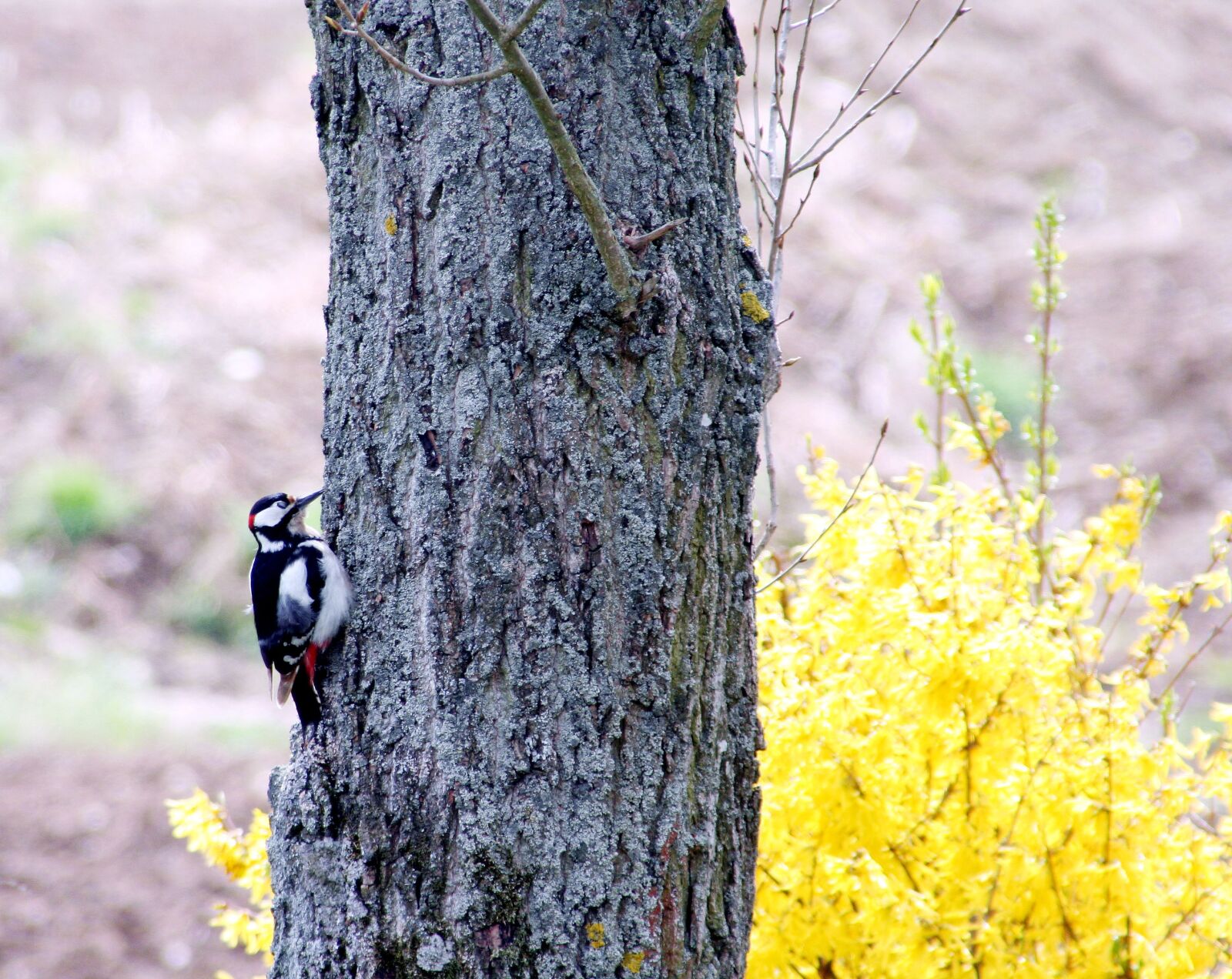 Canon EOS 350D (EOS Digital Rebel XT / EOS Kiss Digital N) sample photo. Bird, great spotted woodpecker photography