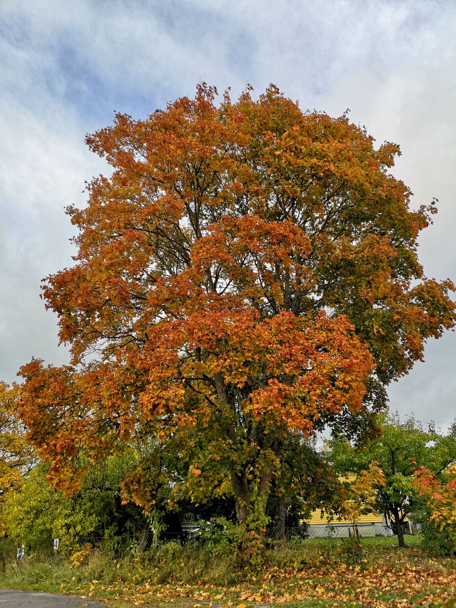 HUAWEI CLT-L29 sample photo. Tree, autumn, leaves photography