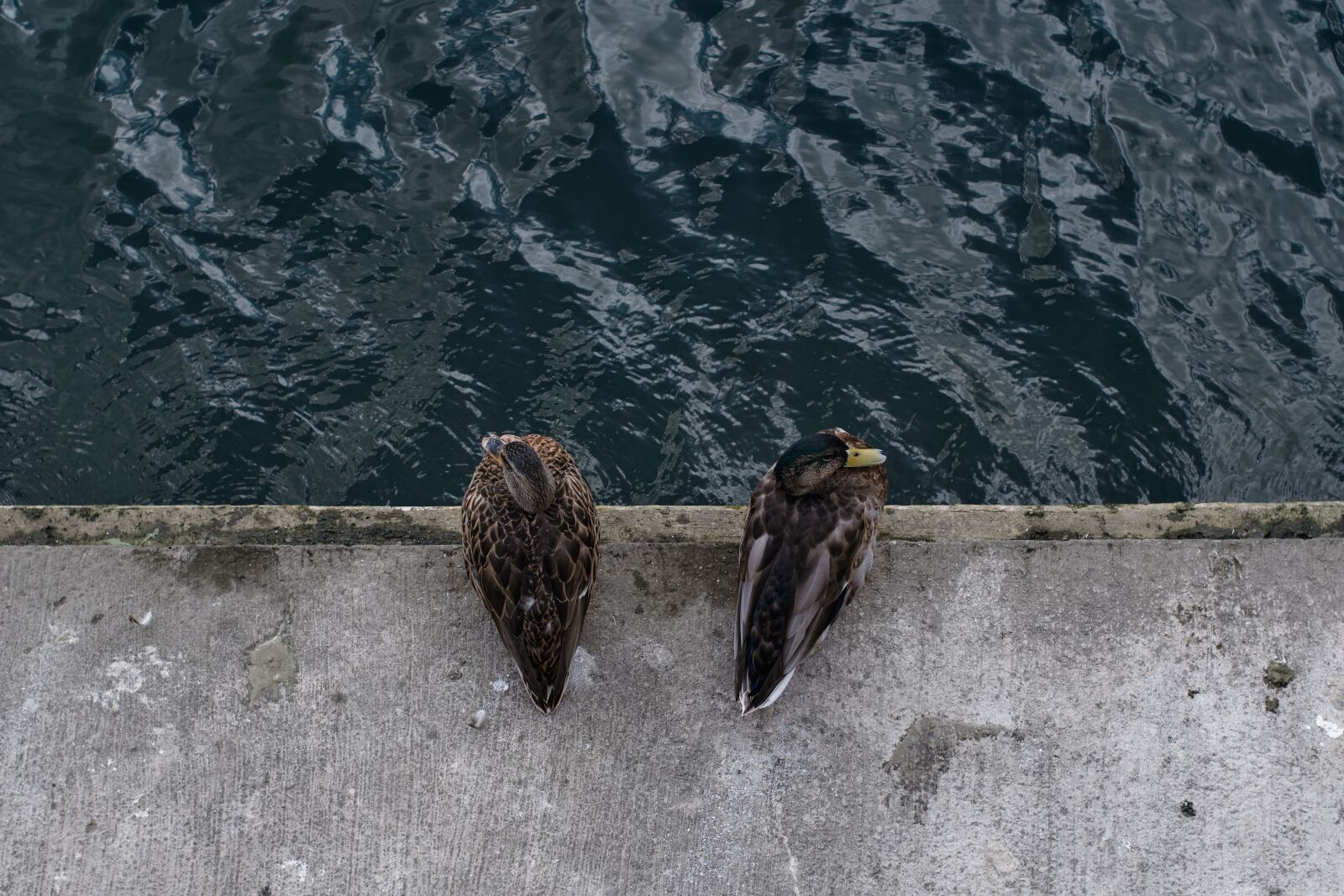 Fujifilm X-T2 sample photo. Duck, animal, couple photography