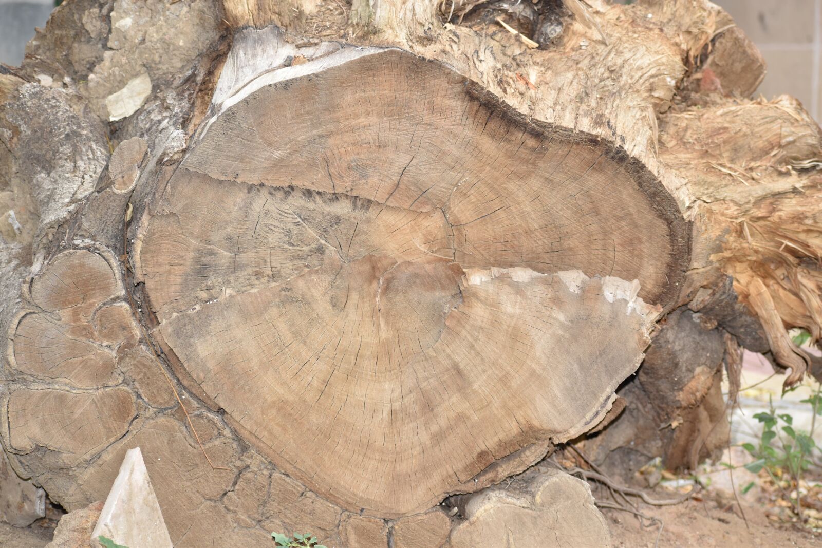 Nikon D5600 sample photo. Tree, wood, trunk photography
