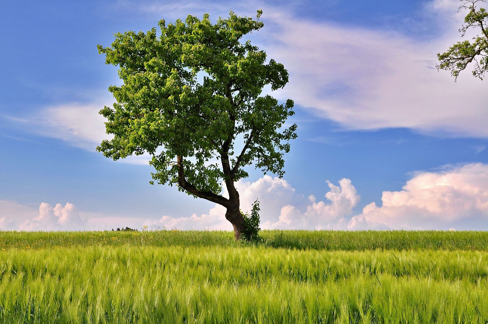 Nikon D90 sample photo. Nature, landscape, tree photography
