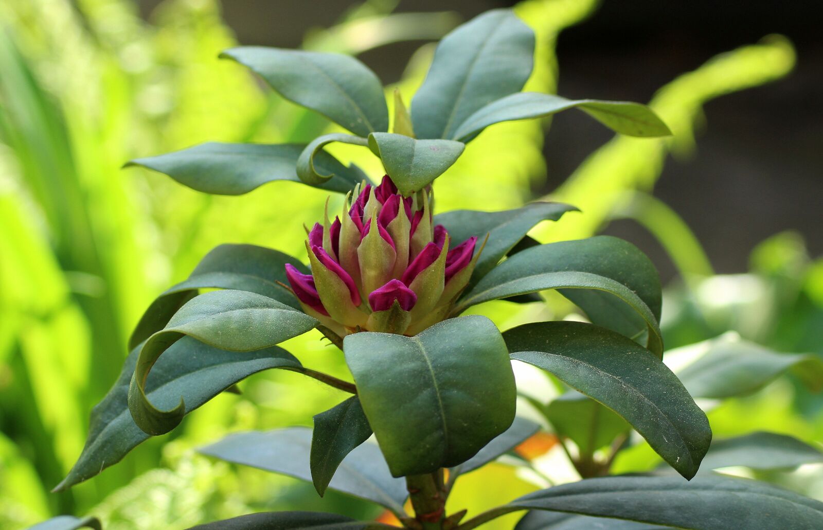 Canon EOS 1200D (EOS Rebel T5 / EOS Kiss X70 / EOS Hi) sample photo. Rhododendron, bud, flower photography