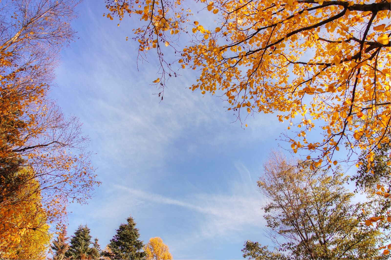 Nikon D40 sample photo. Indian summer, light, autumn photography