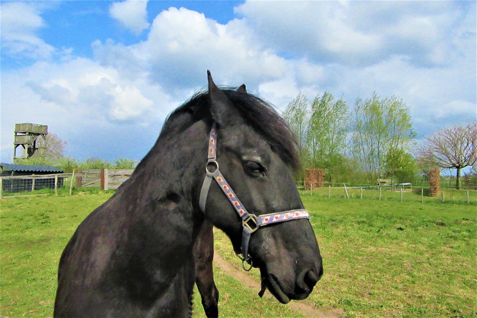 Canon PowerShot SX610 HS sample photo. Horse, halter, moons photography