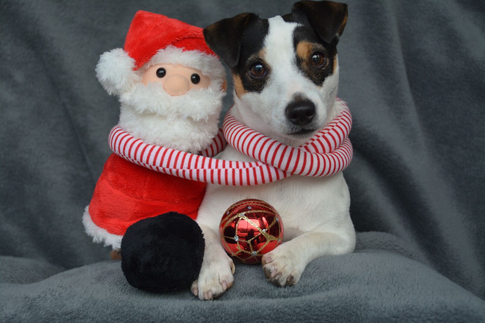 Nikon D7100 sample photo. Jack russel, christmas, st photography