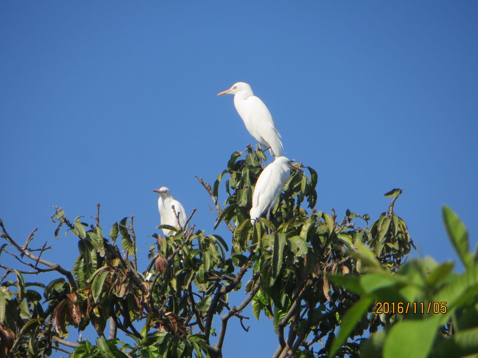 Canon PowerShot SX260 HS sample photo. Birds, blue sky, hd photography